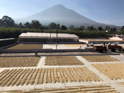 large farm view of beans layed out to dry